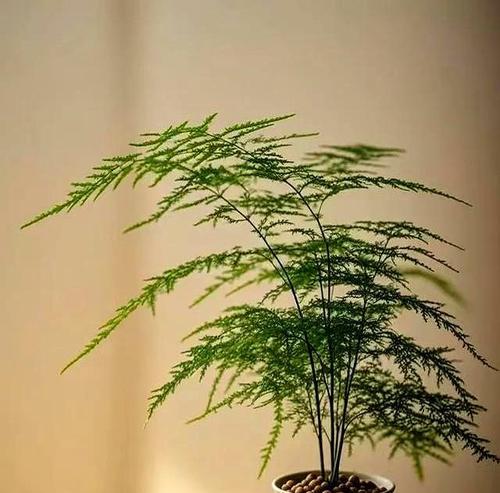 什么植物最旺入门屏风？如何选择合适的植物？