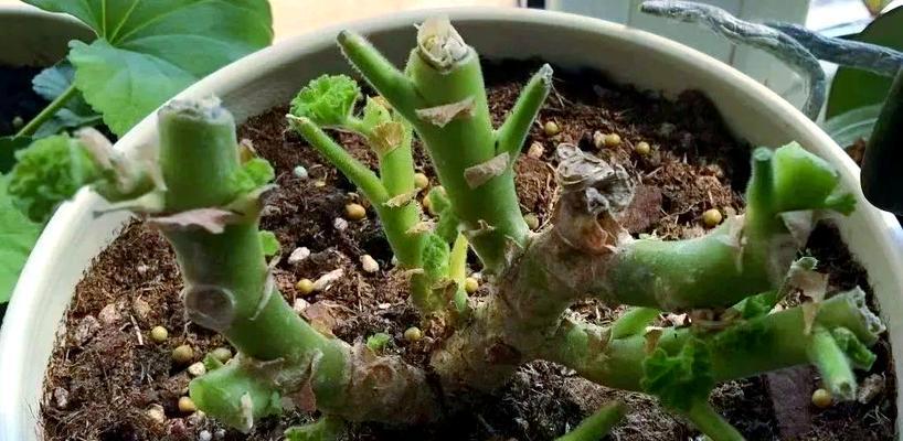 在家如何修剪种植绿植？有哪些技巧？