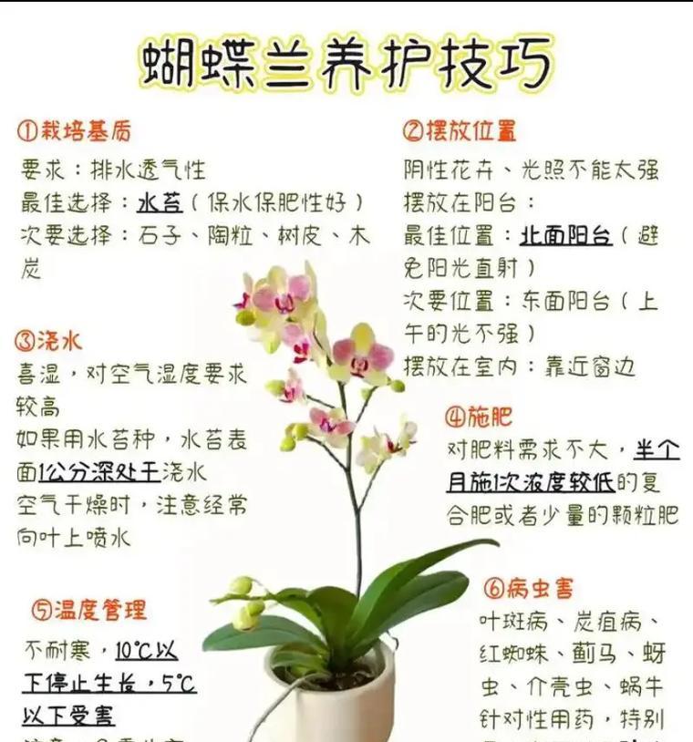 圆叶风兰如何养殖？有哪些养殖方法？