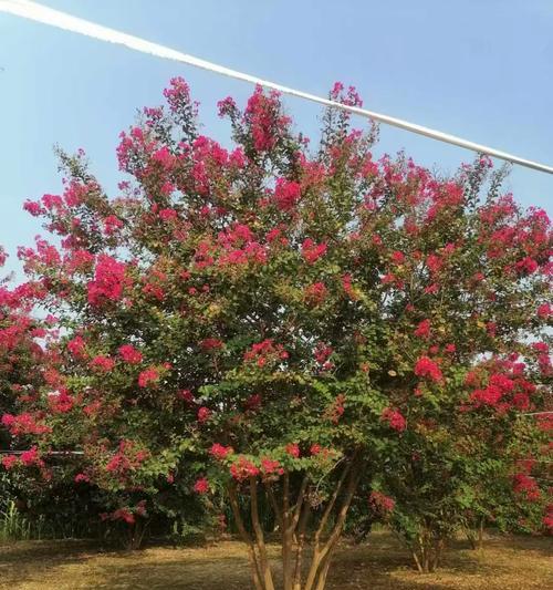 紫薇花小苗需要多久才能开花？如何促进开花？