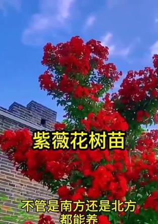 紫薇花小苗需要多久才能开花？如何促进开花？