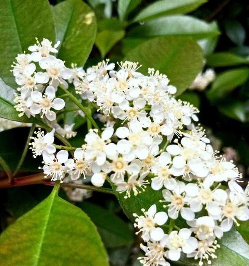 石楠花的简介是什么？花期是什么时候？