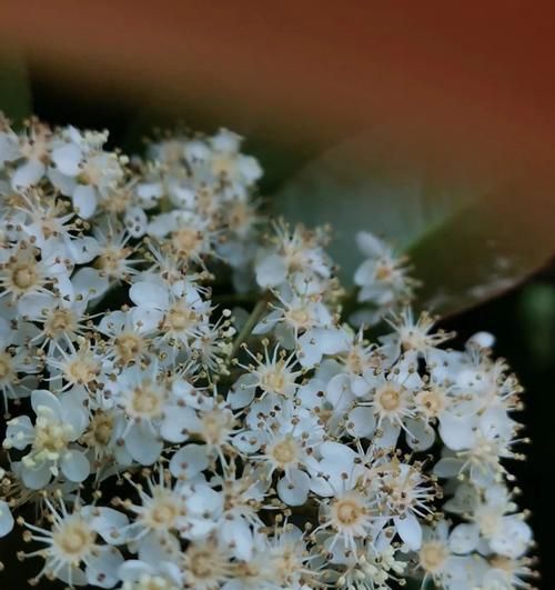 石楠花的简介是什么？花期是什么时候？