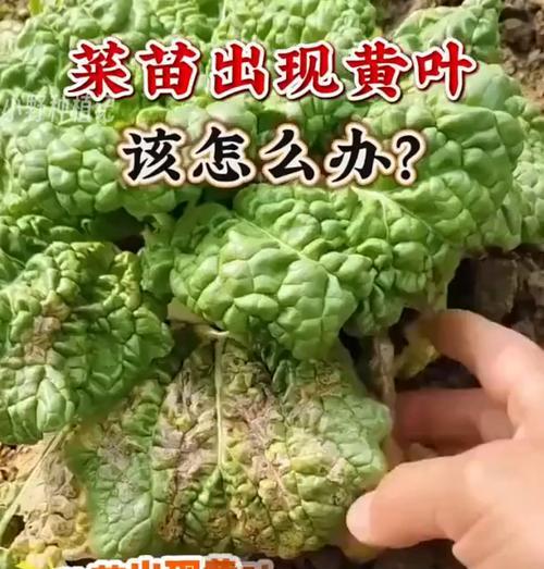 黄叶的处理方法是什么？原因有哪些？