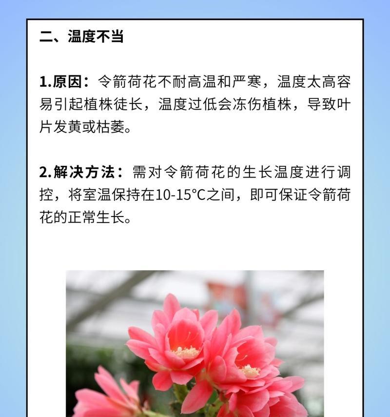 黄叶的处理方法是什么？原因有哪些？
