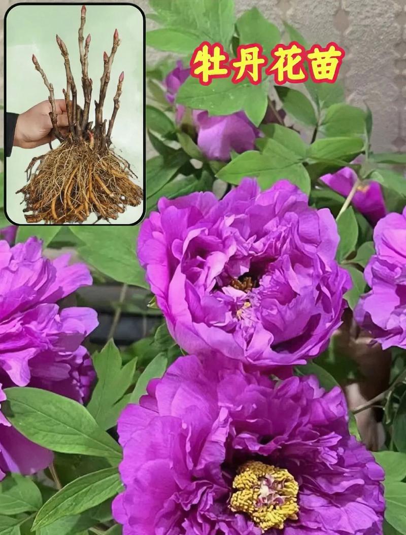 牡丹除了雍容华贵的美，还蕴含哪些植物学知识和人？