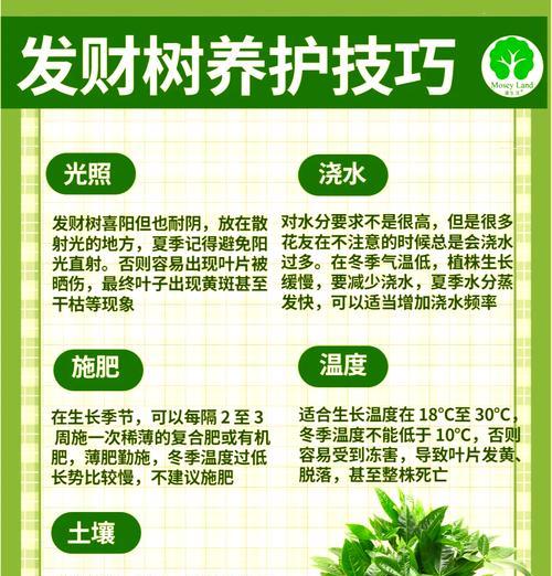 选择哪种肥料能让发财树快速生长？