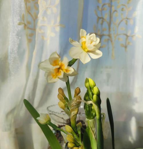 水仙花的花期通常持续多长时间？