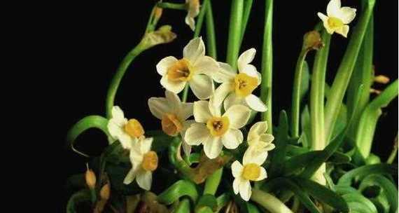 水仙花的花期通常持续多长时间？