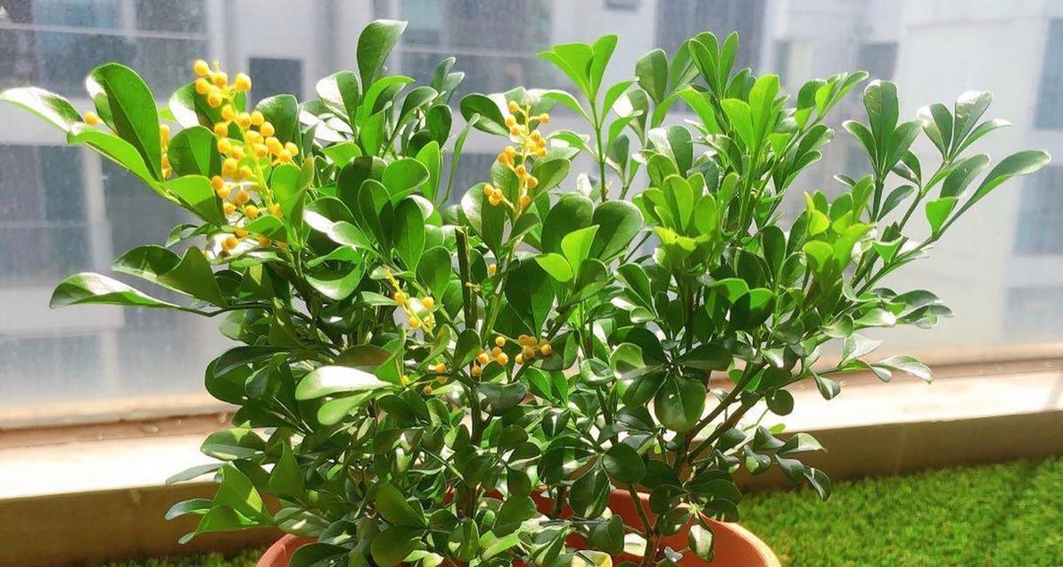 盆栽米兰花的养护技巧有哪些？