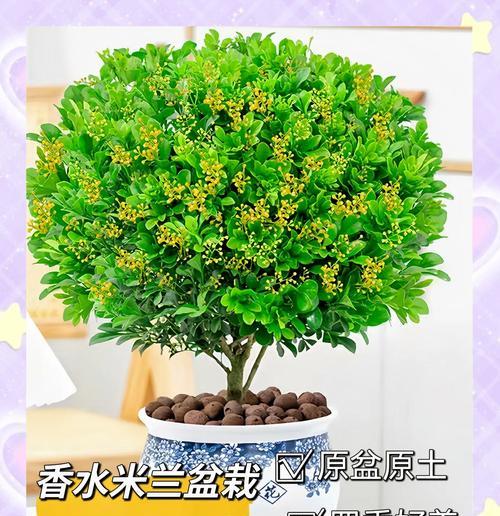 盆栽米兰花的养护技巧有哪些？
