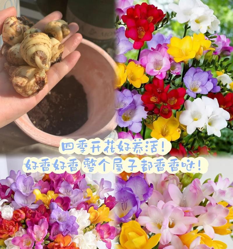 如何正确种植和养护香雪兰花卉种子？