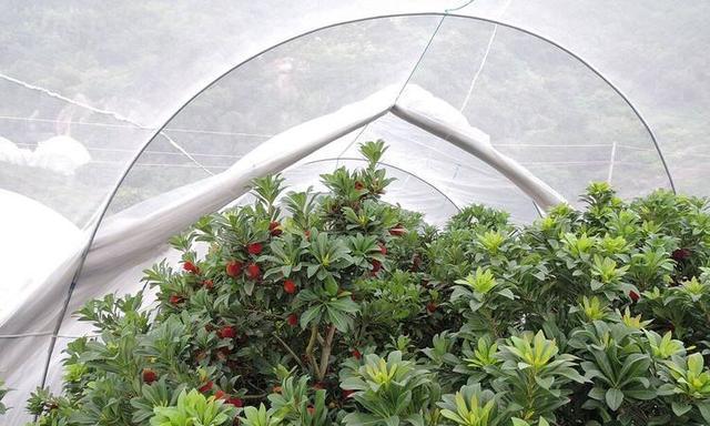 如何建立有效的防虫屏障以保护春播作物？