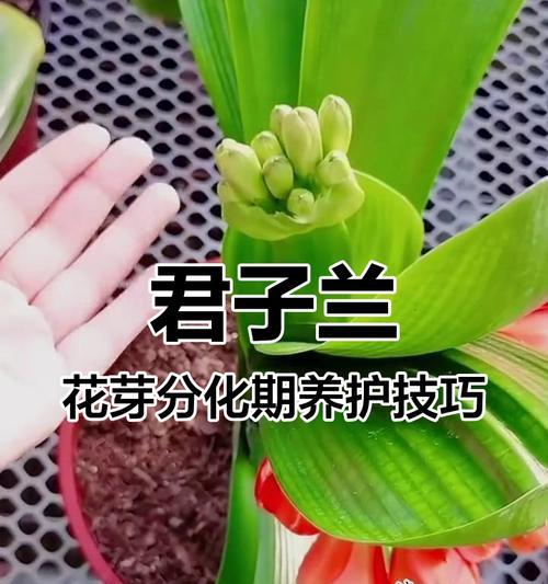 君子兰花期是多久以及如何延长花期？