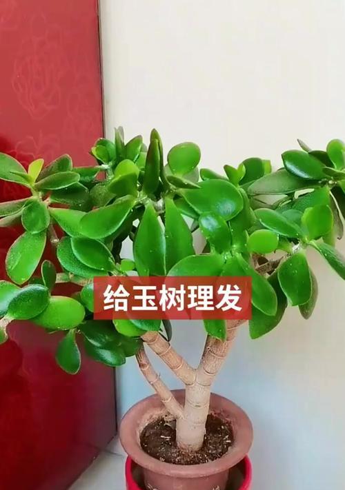 如何轻松养护玉树使其长成粗壮小巨人？
