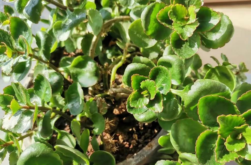 面对长寿花不开花的情况应该怎么办？