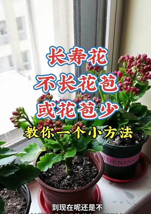 面对长寿花不开花的情况应该怎么办？