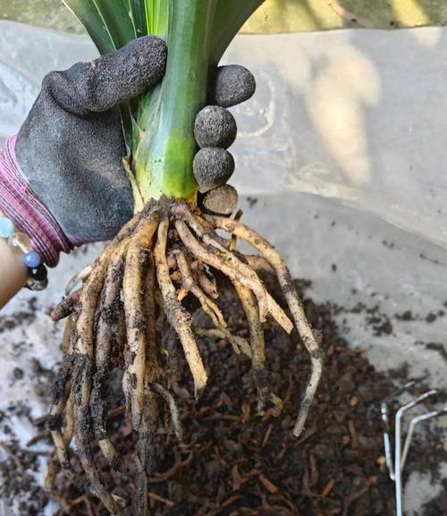 如何通过施肥促进君子兰的生长和花箭发育？