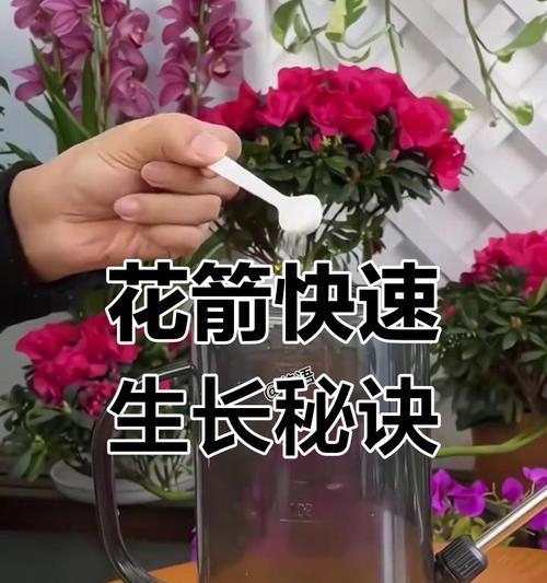 如何通过施肥促进君子兰的生长和花箭发育？