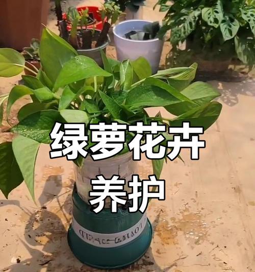 绿萝的正确养殖方法是什么？