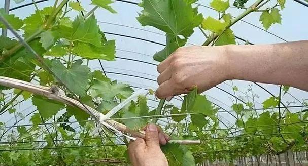 掌握哪些技术要点可以成功种植葡萄？