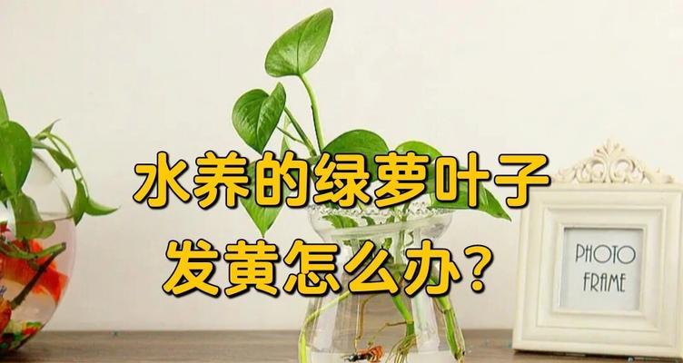 如何解决绿植盆栽绿萝的黄叶问题？