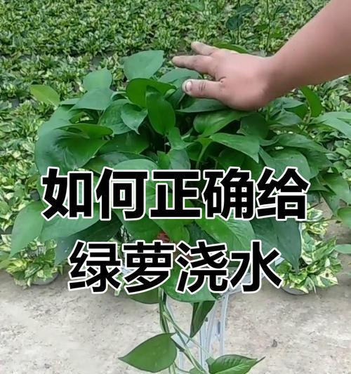 如何解决绿植盆栽绿萝的黄叶问题？