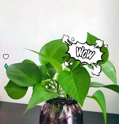 如何解决绿植盆栽绿萝的黄叶问题？