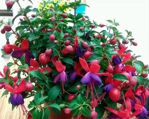 哪些花适合懒人新手养殖且容易开花？
