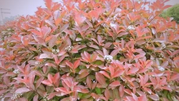 石楠花花期多长？它的特点是什么？