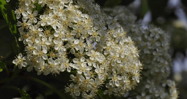 石楠花花期多长？它的特点是什么？