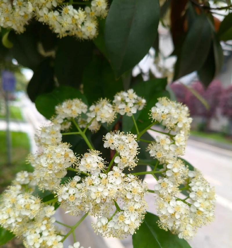 石楠花花期多长？它的特点是什么？