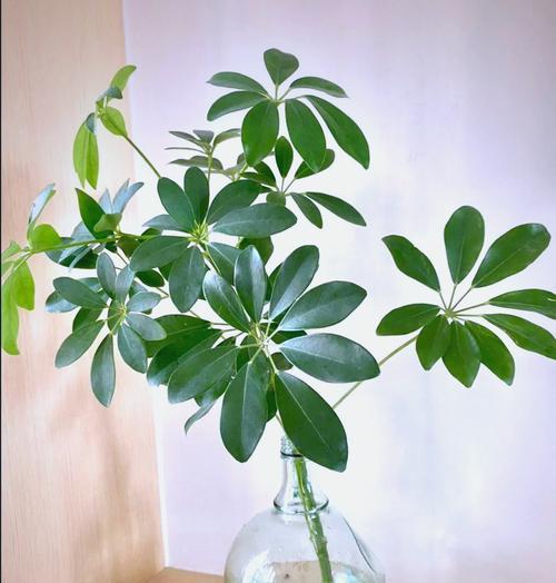 二月如何轻松扦插植物？零支出如何增加家中绿植？