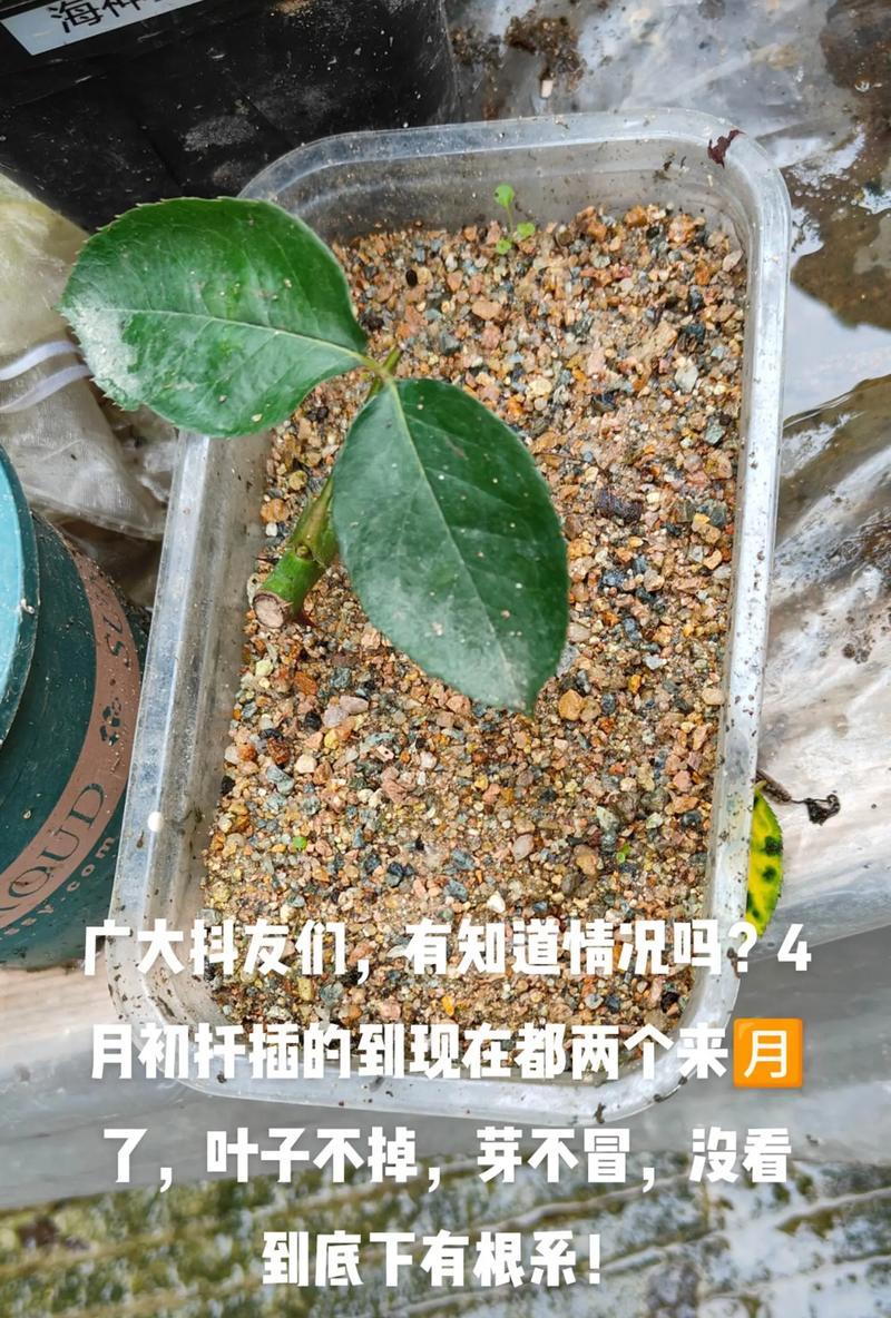 二月如何轻松扦插植物？零支出如何增加家中绿植？