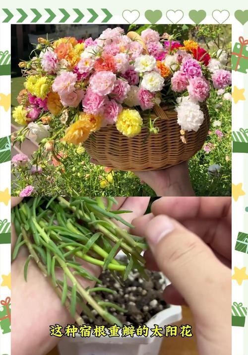 新手如何掌握花卉扦插技巧？有哪些简单方法？