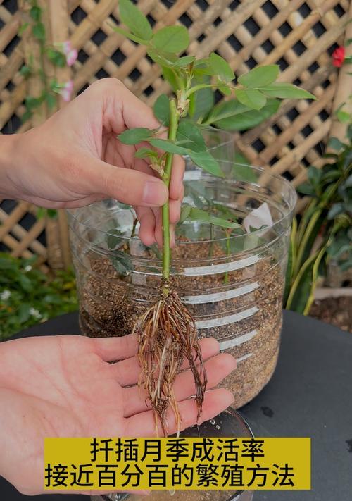 新手如何掌握花卉扦插技巧？有哪些简单方法？