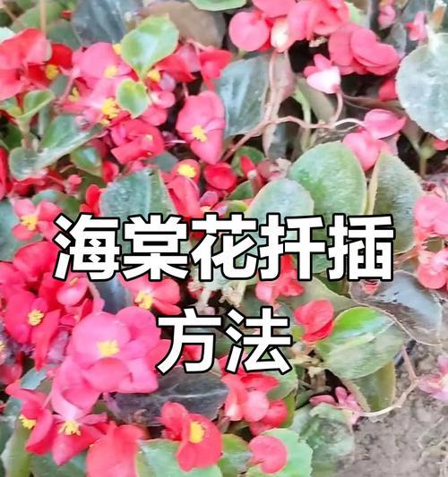 新手如何掌握花卉扦插技巧？有哪些简单方法？