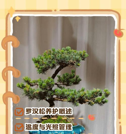 罗汉松好养活吗？生长习性与养护策略是什么？