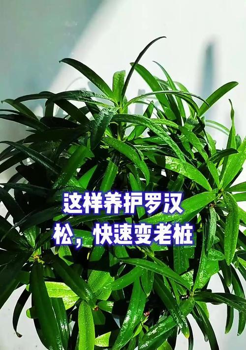 罗汉松好养活吗？生长习性与养护策略是什么？