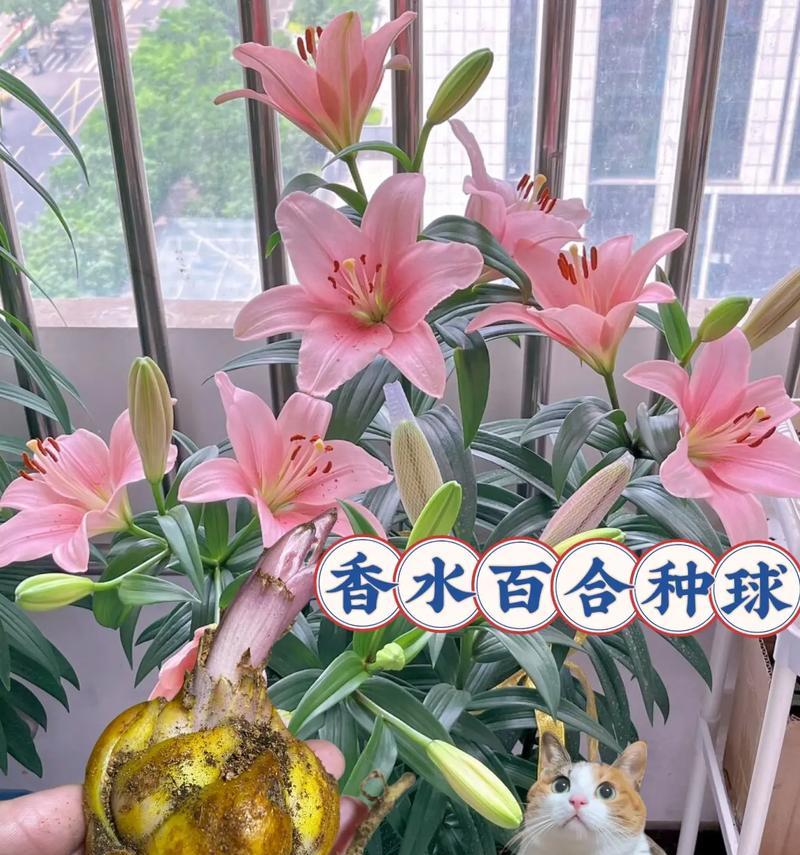 百合花复壮有哪些养护技巧？如何助力年年盛开？