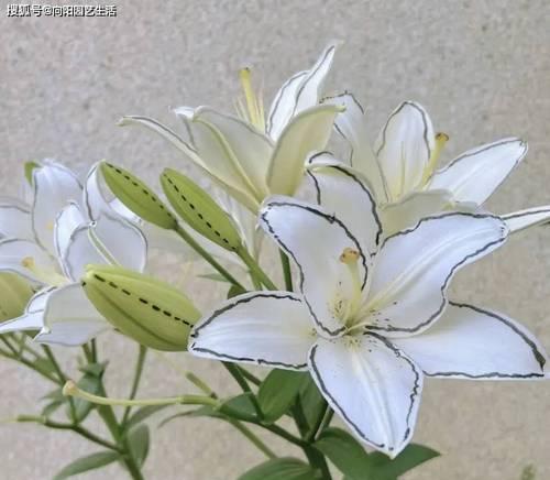 百合花复壮有哪些养护技巧？如何助力年年盛开？