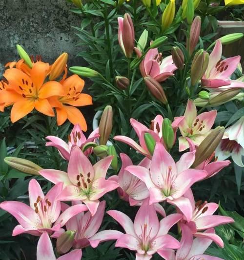 百合花复壮有哪些养护技巧？如何助力年年盛开？