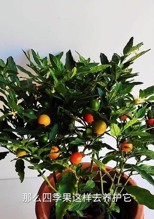 木立芦荟如何养护？怎样让它长成房顶植株？