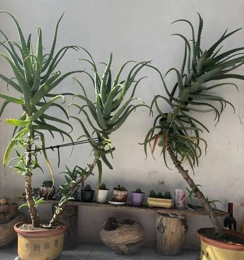 木立芦荟如何养护？怎样让它长成房顶植株？