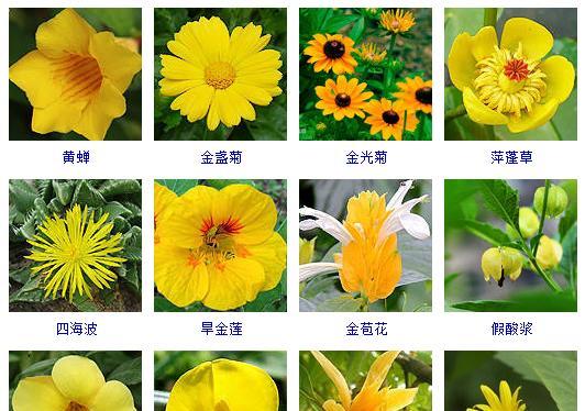 花卉大全包括哪些种类？如何分类？