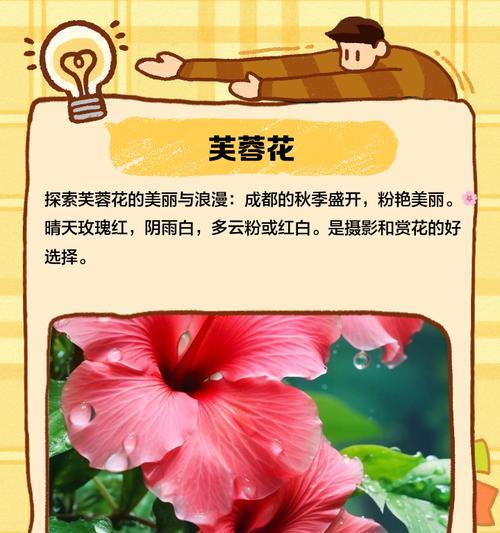 花卉大全包括哪些种类？如何分类？