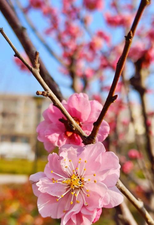 榆叶梅有哪些常见品种？它们的特点是什么？