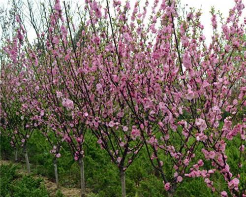 榆叶梅有哪些常见品种？它们的特点是什么？
