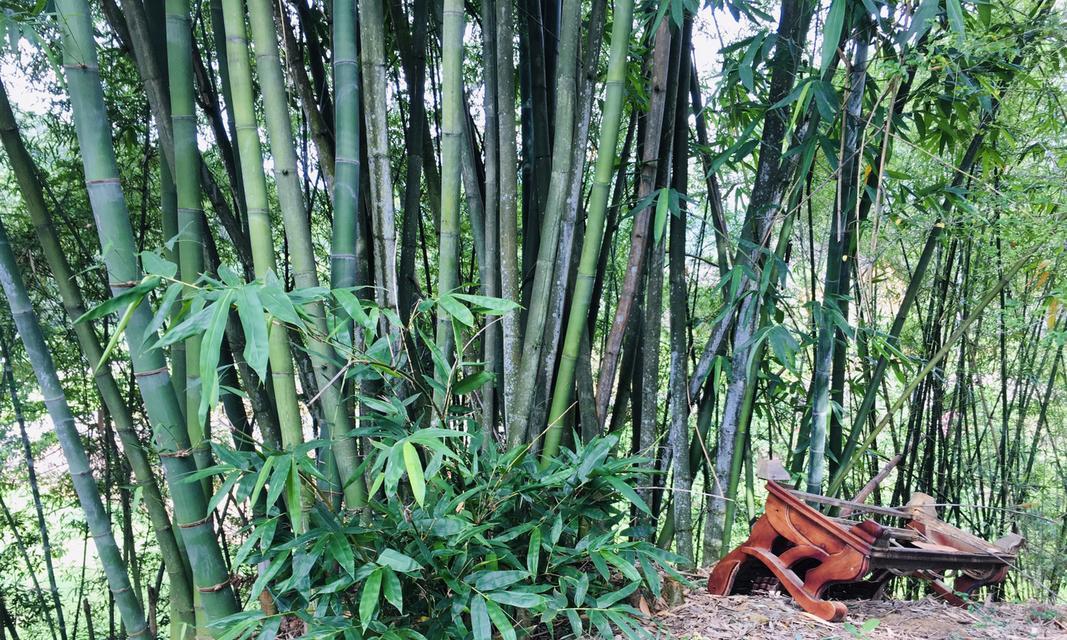 这是什么竹子？其实是芦苇吗？能盆栽或水培吗？