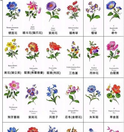 满天星如何养护？自制干花法是什么？